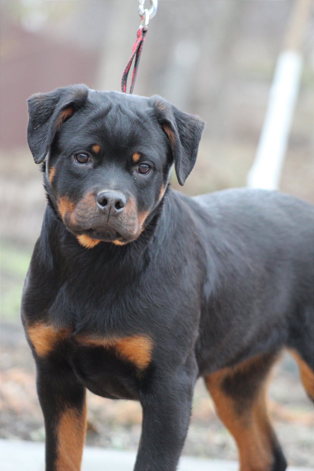 Cute Rottweiler Mumbai Rottweiler Dogs For Adoption Near Me Baby