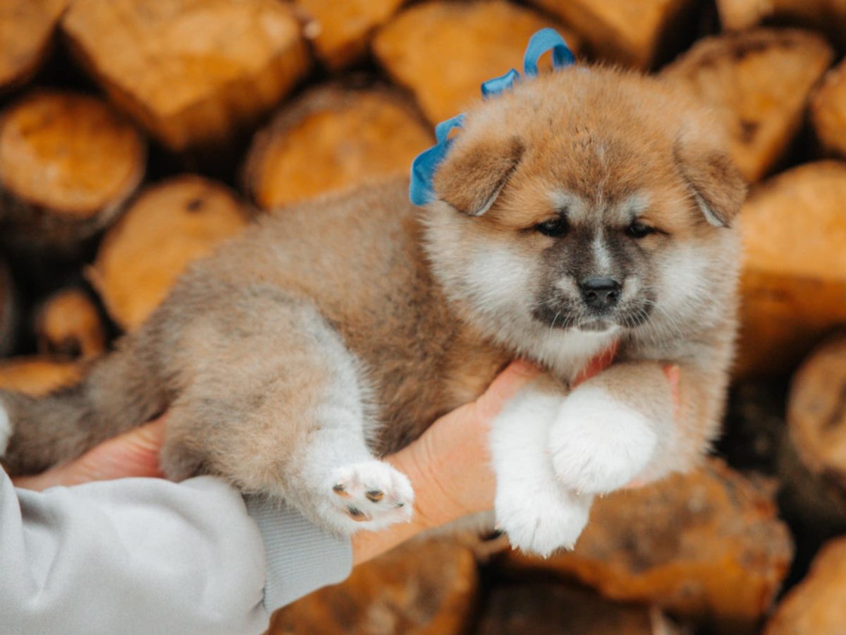 American Akita Pups Akita Inu For Sale Near Me Akita Inu Japanese