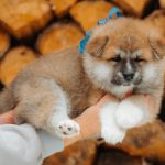 Nensi Akita