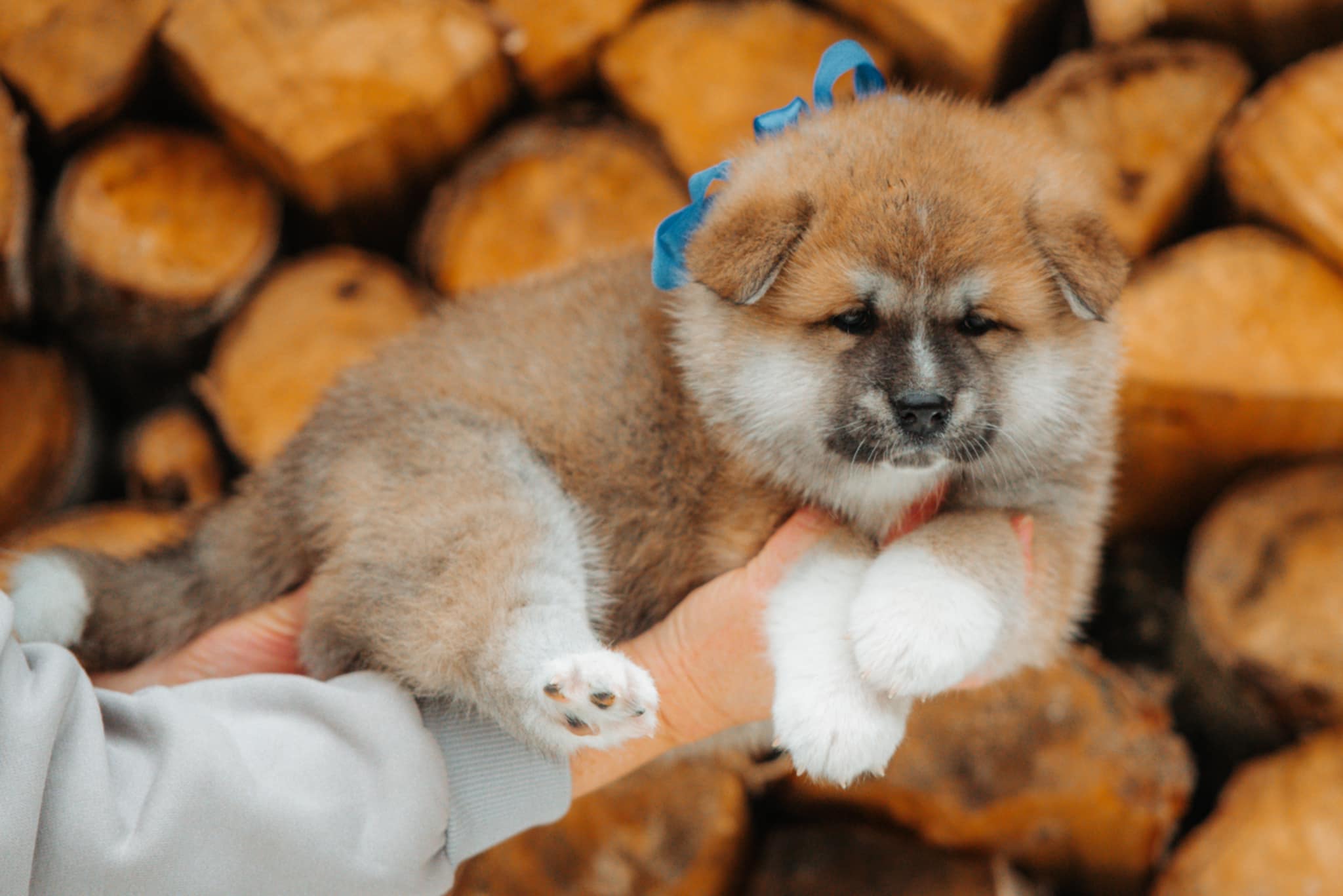 American Akita Inu Mini Akita Dog American Akita Female American