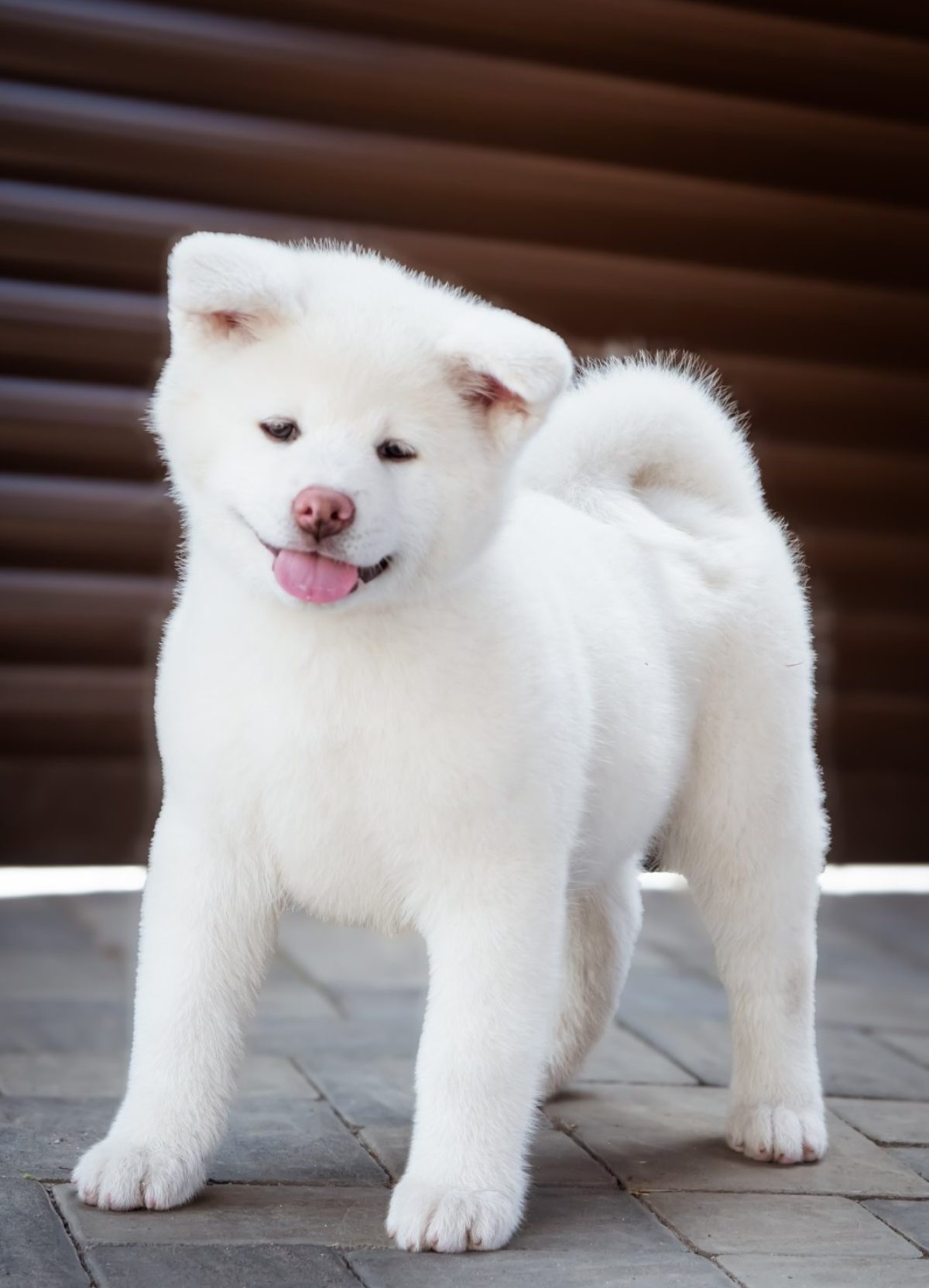 Dog Breed Miniature Akita For Sale Miniature Akita Breed Akita