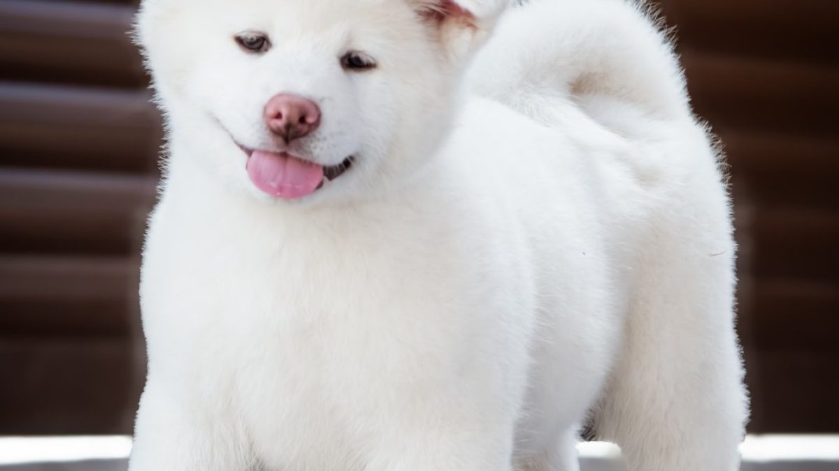 HOT Akita Japanese Spitz Breeds Inu Dog Breed Japanese Akita
