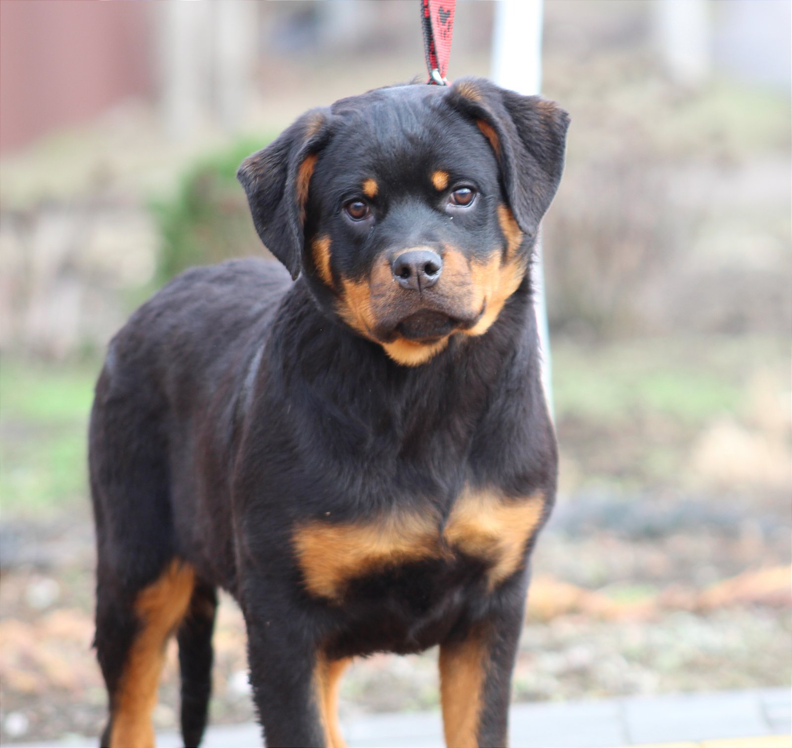 Rottweiler Lab Rottweiler Pit Mix For Sale Peachy Mini Rottweiler