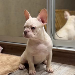 Izabella French Bulldog