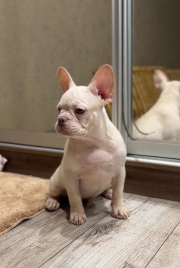 Izabella French Bulldog