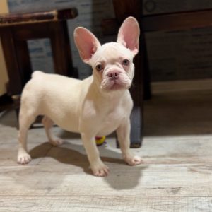Izabella French Bulldog