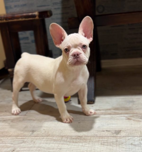 Izabella French Bulldog