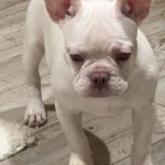 Izabella-female-French-Bulldog-puppy-for-sale-1 (3)