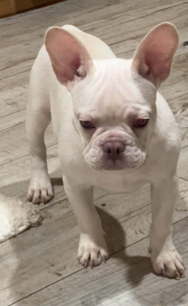 Izabella French Bulldog
