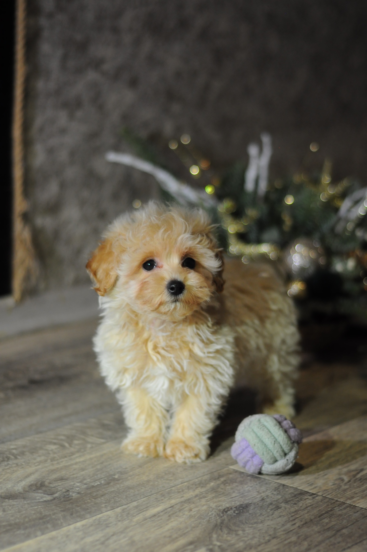 Jack Russell Terrier Maltipoo Mix Jack Russell Maltipoo Mix Jackie