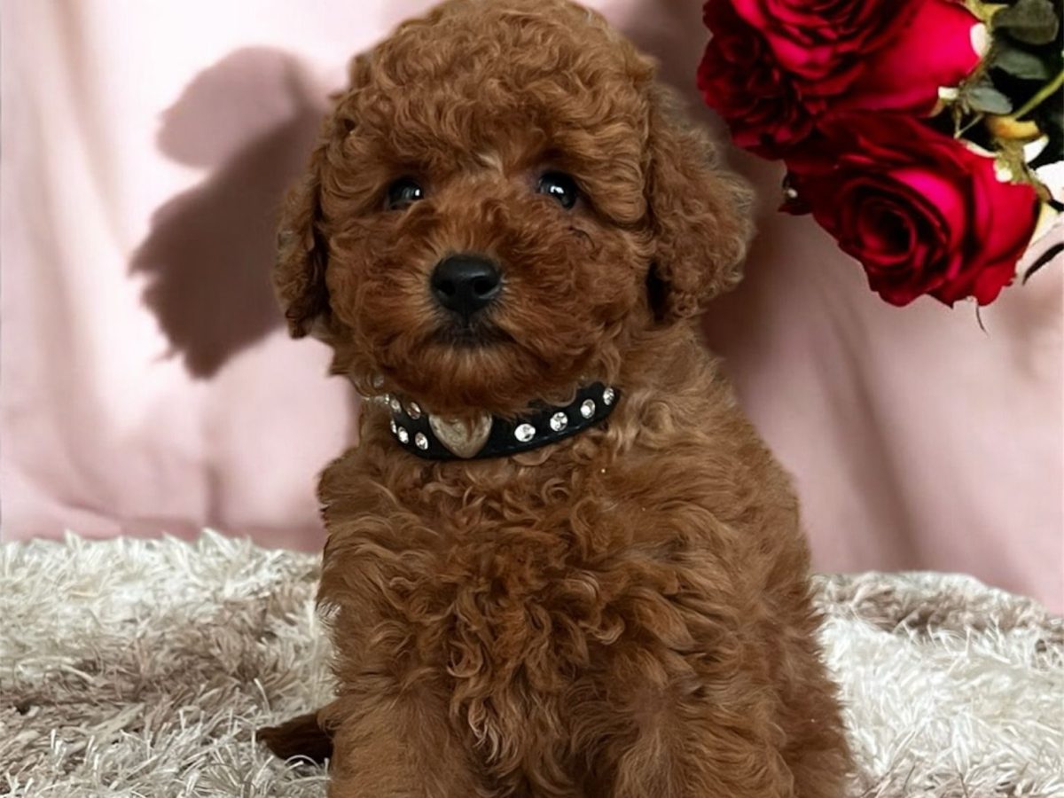 Red Abstract Poodle 2025