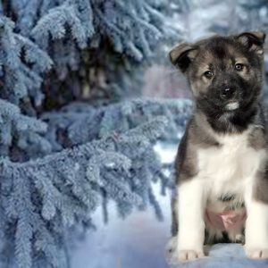 Joker Siberian Husky