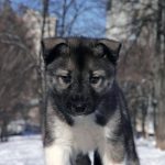 Joker-male-Siberian-Husky-puppy-for-sale-1 (3)
