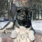 Joker-male-Siberian-Husky-puppy-for-sale-1 (4)
