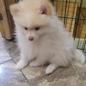 Kira Pomsky
