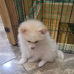 Kira-female-Pomsky-puppy-for-sale-2