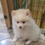 Kira-female-Pomsky-puppy-for-sale-3
