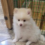 Nora Pomsky
