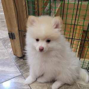 Kira