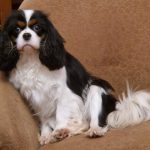 Clara Cavalier King Charles Spaniel