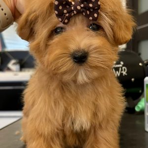 Lia Maltipoo