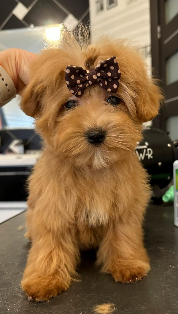 Lia Maltipoo