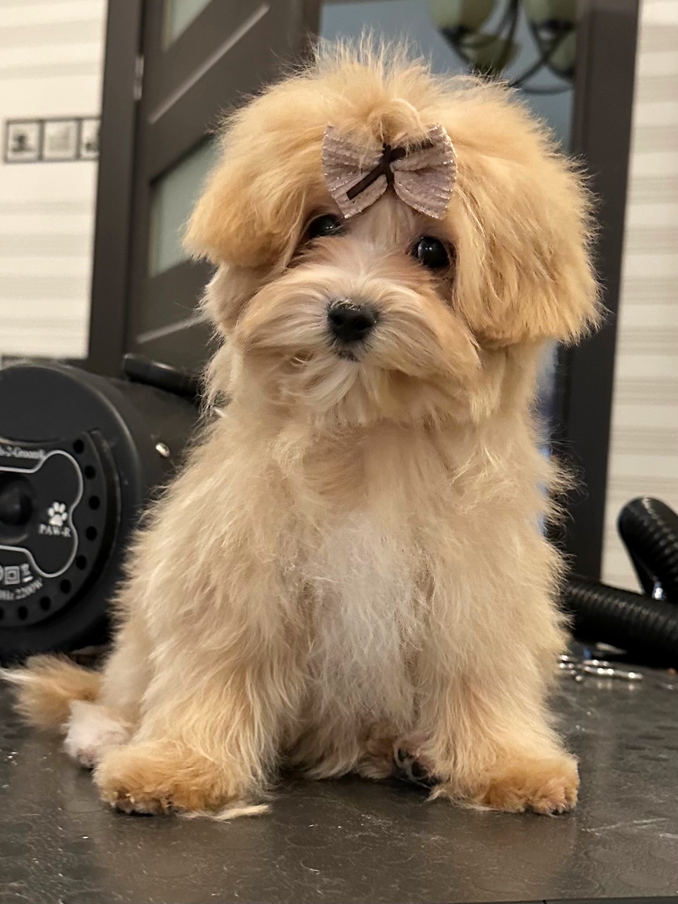 Shih Tzu Teacup Peekapoo Puppies Tzu Peekapoo For Adoption Cute