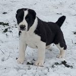 Shakira Central Asian Shepherd Dog