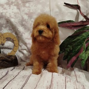 Moods Poochon