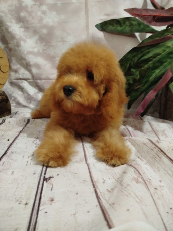 Moods Poochon