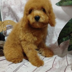 Moods Poochon