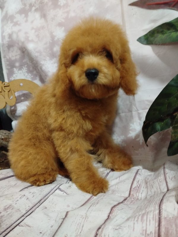 Moods Poochon