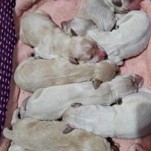 New litter