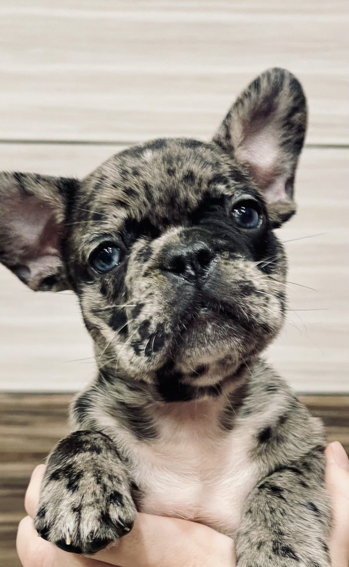 Frenchies Smart French Bulldog Intelligence Wall Eyed French