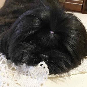 Omelyan Shih Tzu