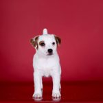 Tina Jack Russell Terrier
