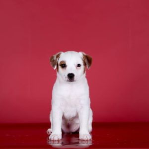 Raida Jack Russell Terrier
