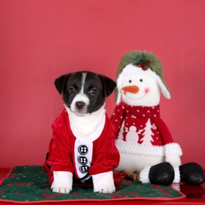 Richard Jack Russell Terrier