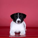 RICHARD-male-Jack-Russell-Terrier-puppy-for-sale-2