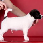 RICHARD-male-Jack-Russell-Terrier-puppy-for-sale-3