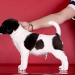 RICHARD-male-Jack-Russell-Terrier-puppy-for-sale-4