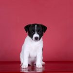 RICHARD-male-Jack-Russell-Terrier-puppy-for-sale-5
