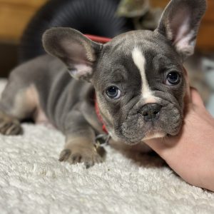 Rado French Bulldog