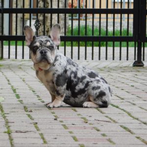 Ruby French Bulldog