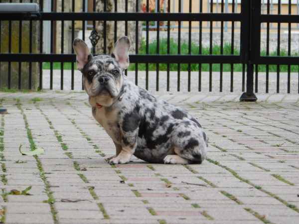 Ruby French Bulldog