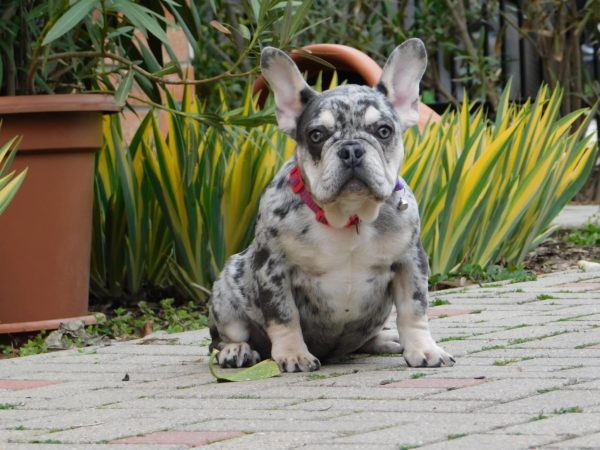 Ruby French Bulldog
