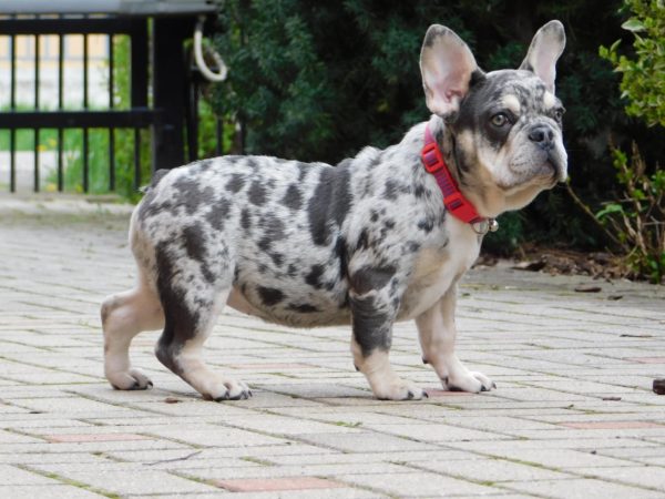 Ruby French Bulldog