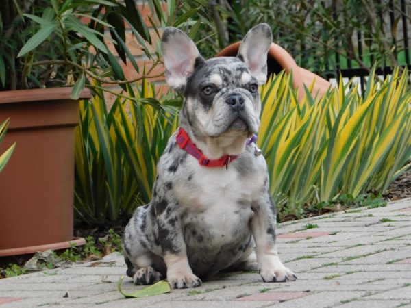 Ruby French Bulldog