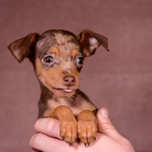 Sonik Prague Ratter