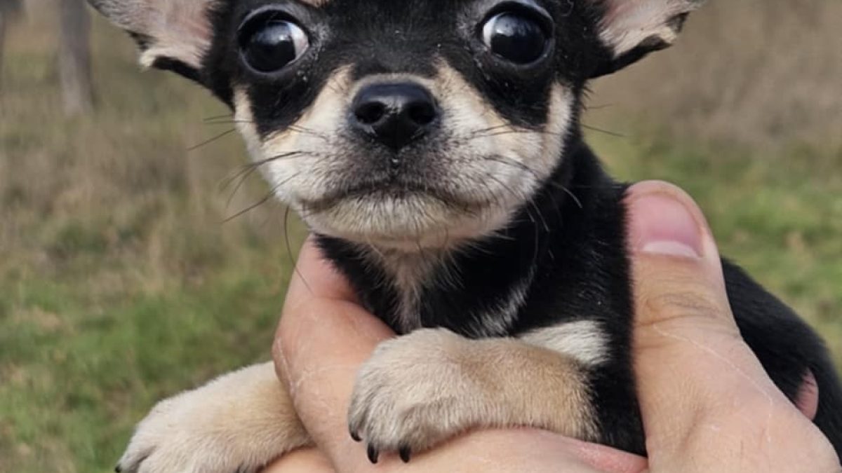 Chihuahua Puppies Near Me Small Puppies For Sale On Craigslist
